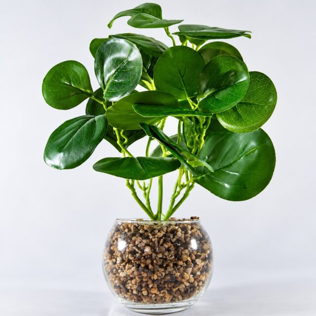Decoración verde artificial en florero de vidrio con planta incluida y grava decorativa en el fondo, de hojas redondas y acabado limpio, para hogar, oficina o recepciones sin requerir cuidados, foto 2 de 3